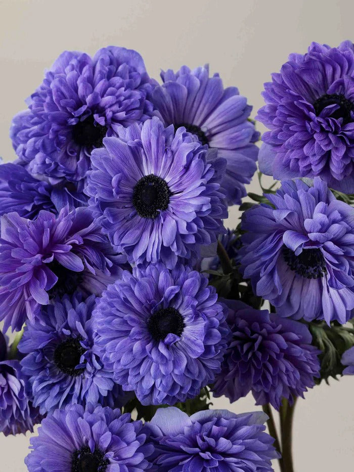 Anemone Levante Blu