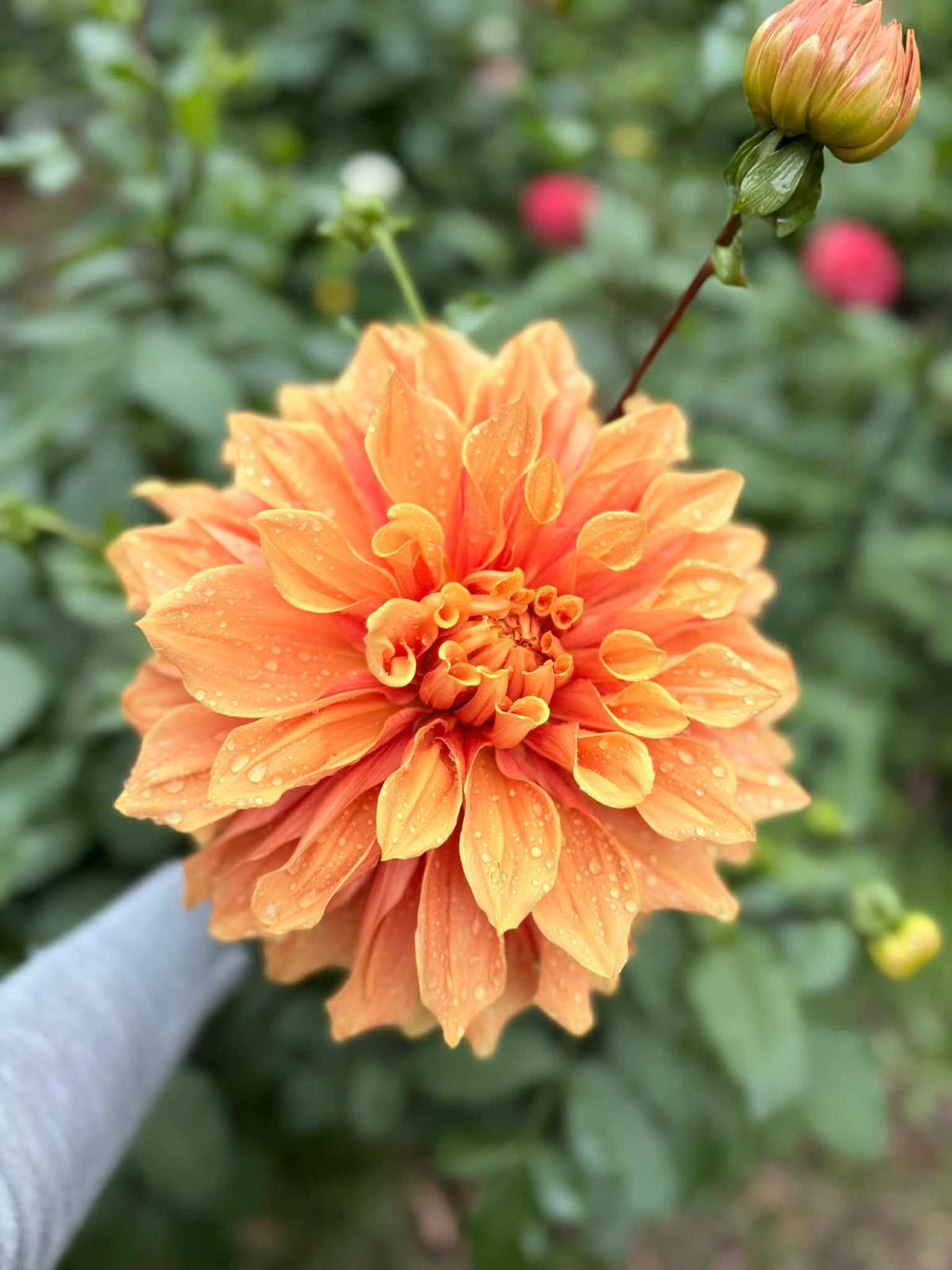 Dahlia Cuttings Masterclass