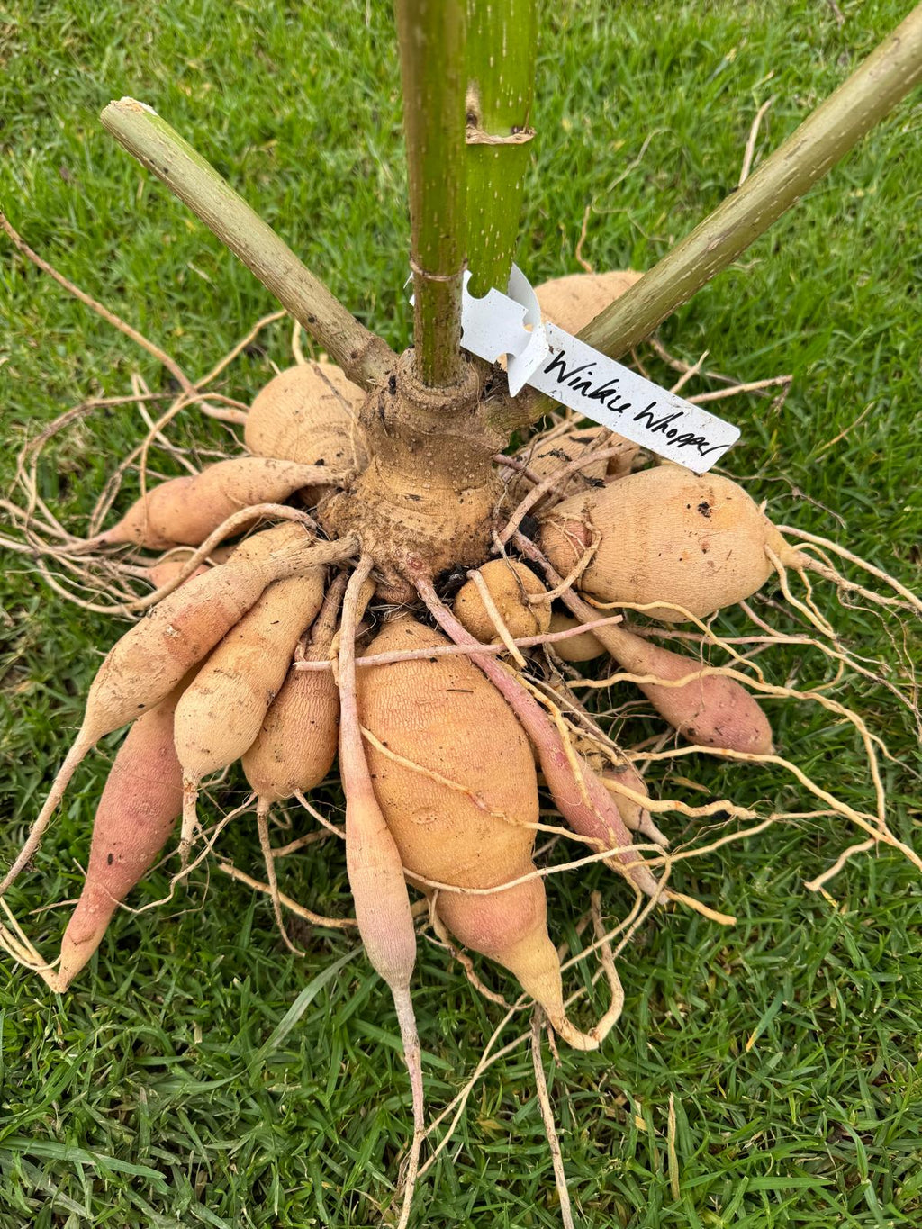 Dahlia Cuttings Masterclass