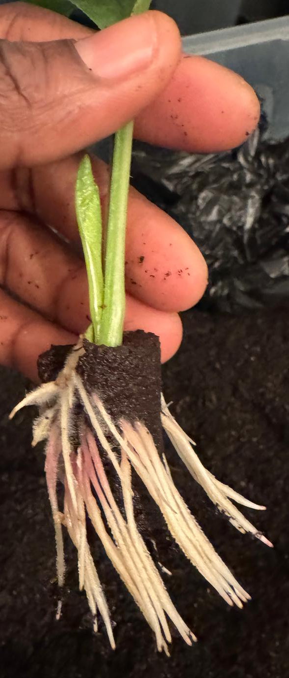 Dahlia Cuttings Masterclass