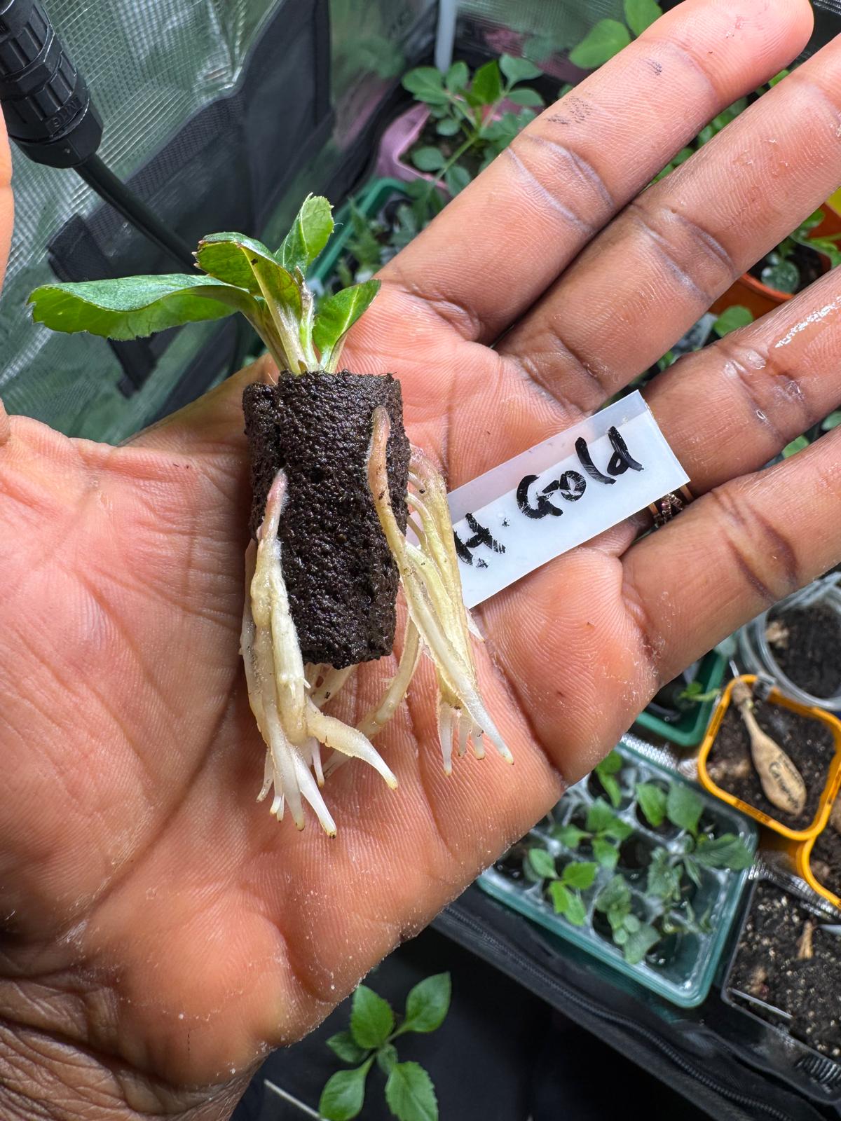 Dahlia Cuttings Masterclass