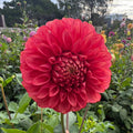 Devon Opaline - Tuber