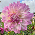 Glenbank Lavender Blush - Tuber