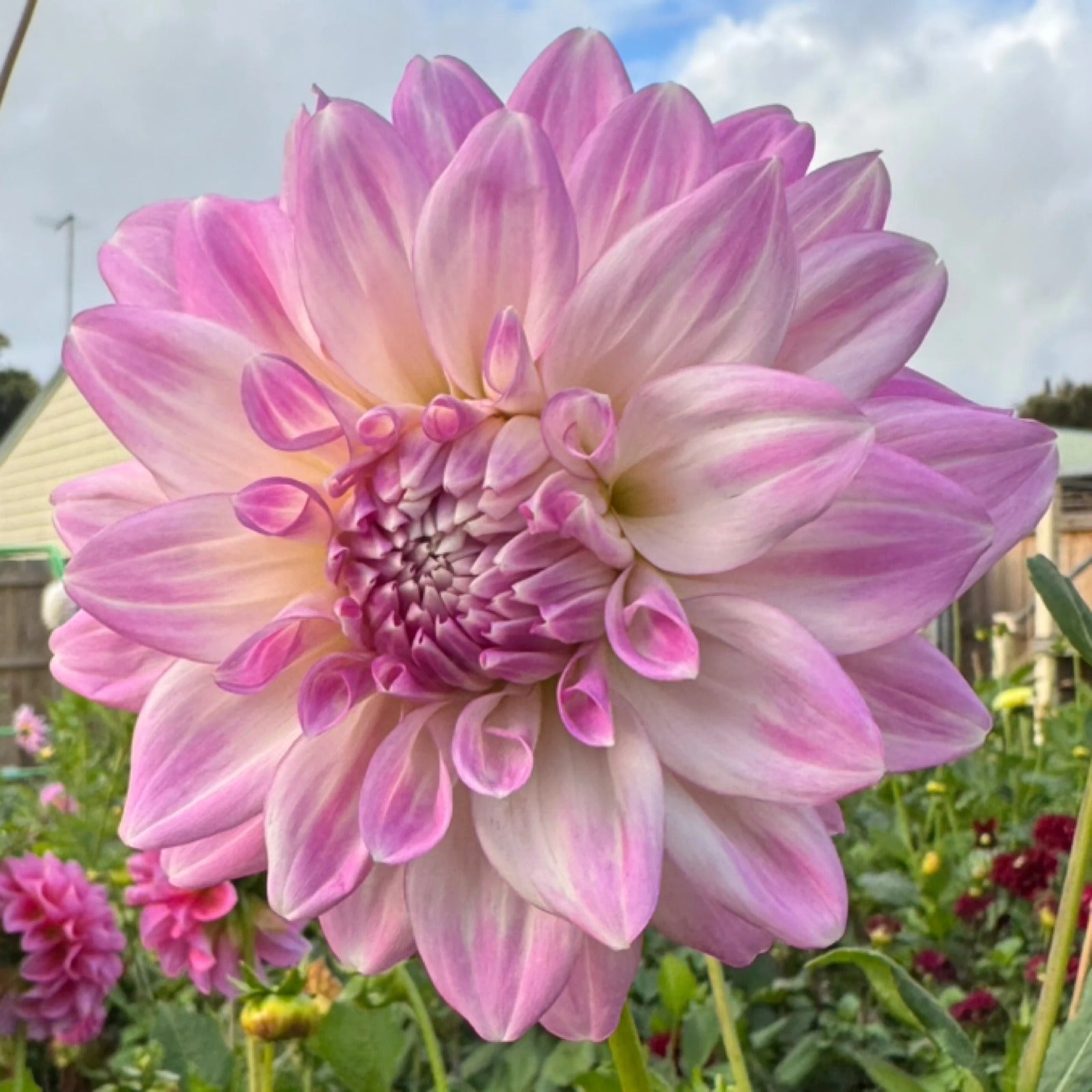 Glenbank Lavender Blush - Tuber