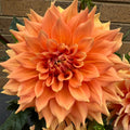 Christie Houston - Tuber