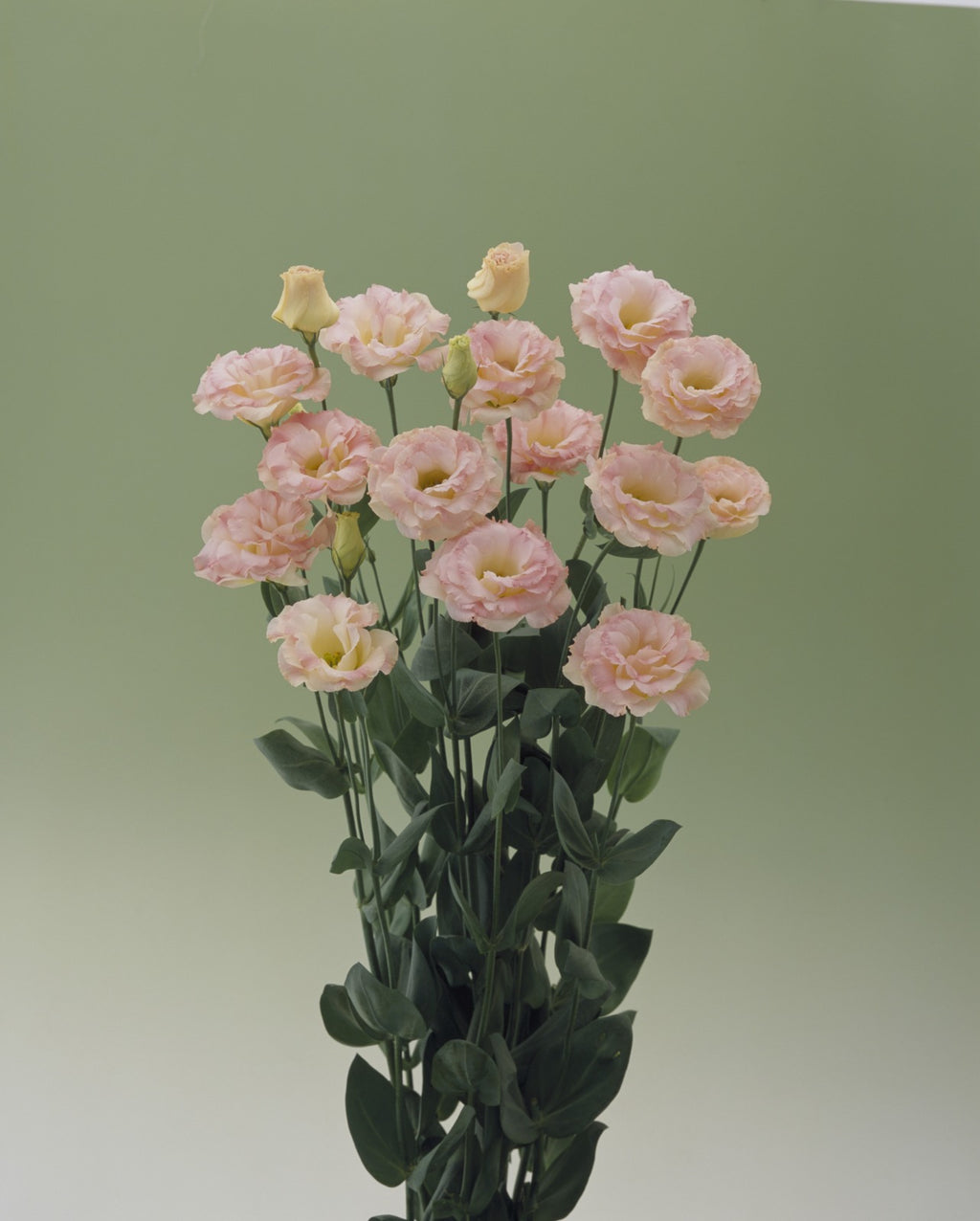 Lisianthus Arena 3 Champagne