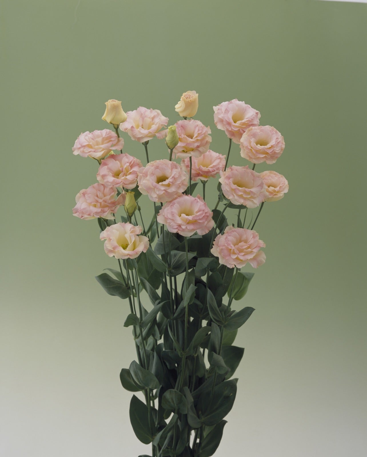 Lisianthus Arena 3 Champagne
