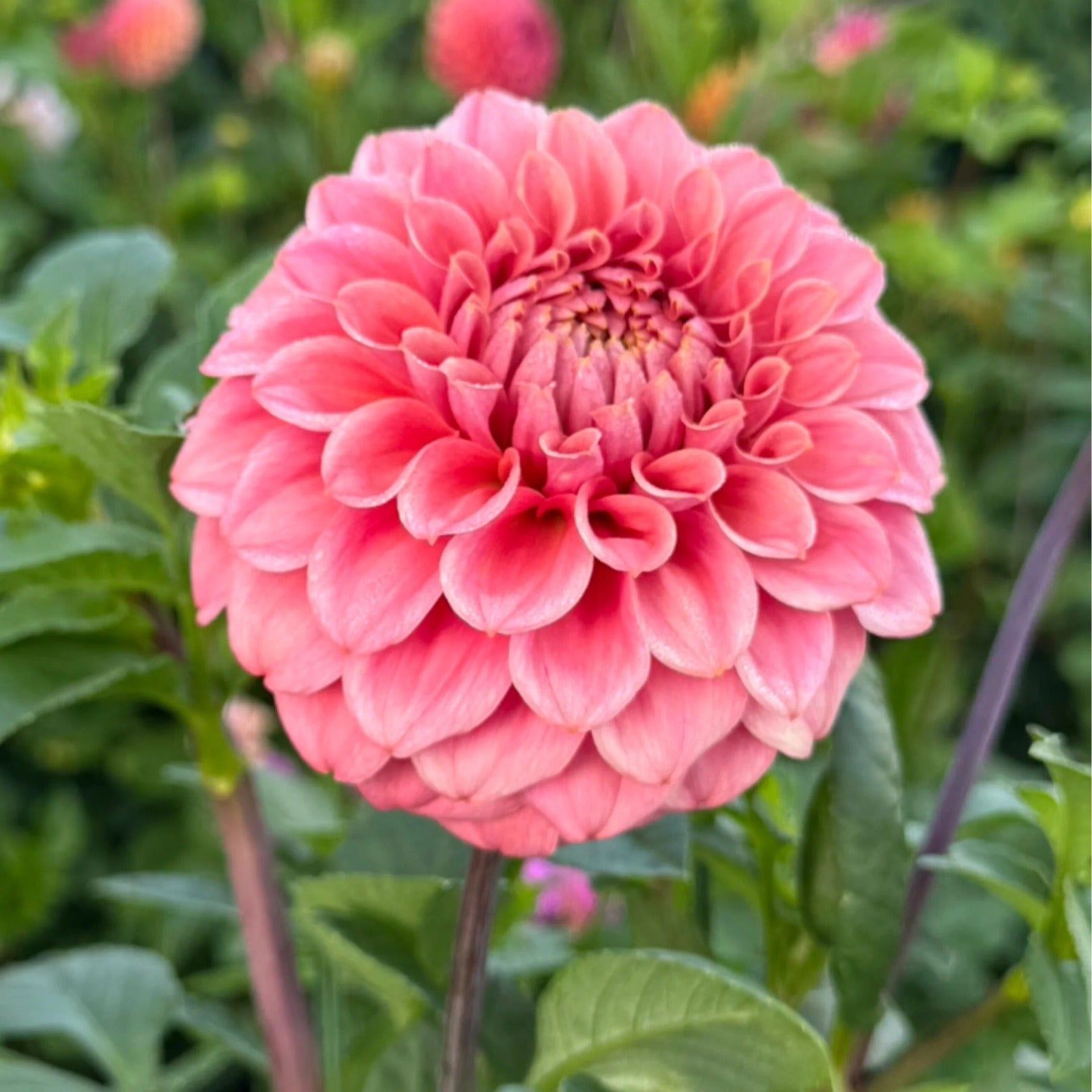 AK Antique Rose - Seeds