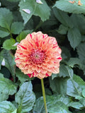 Florelie Honey Red - Tuber