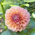 Hamari Rose - Tuber