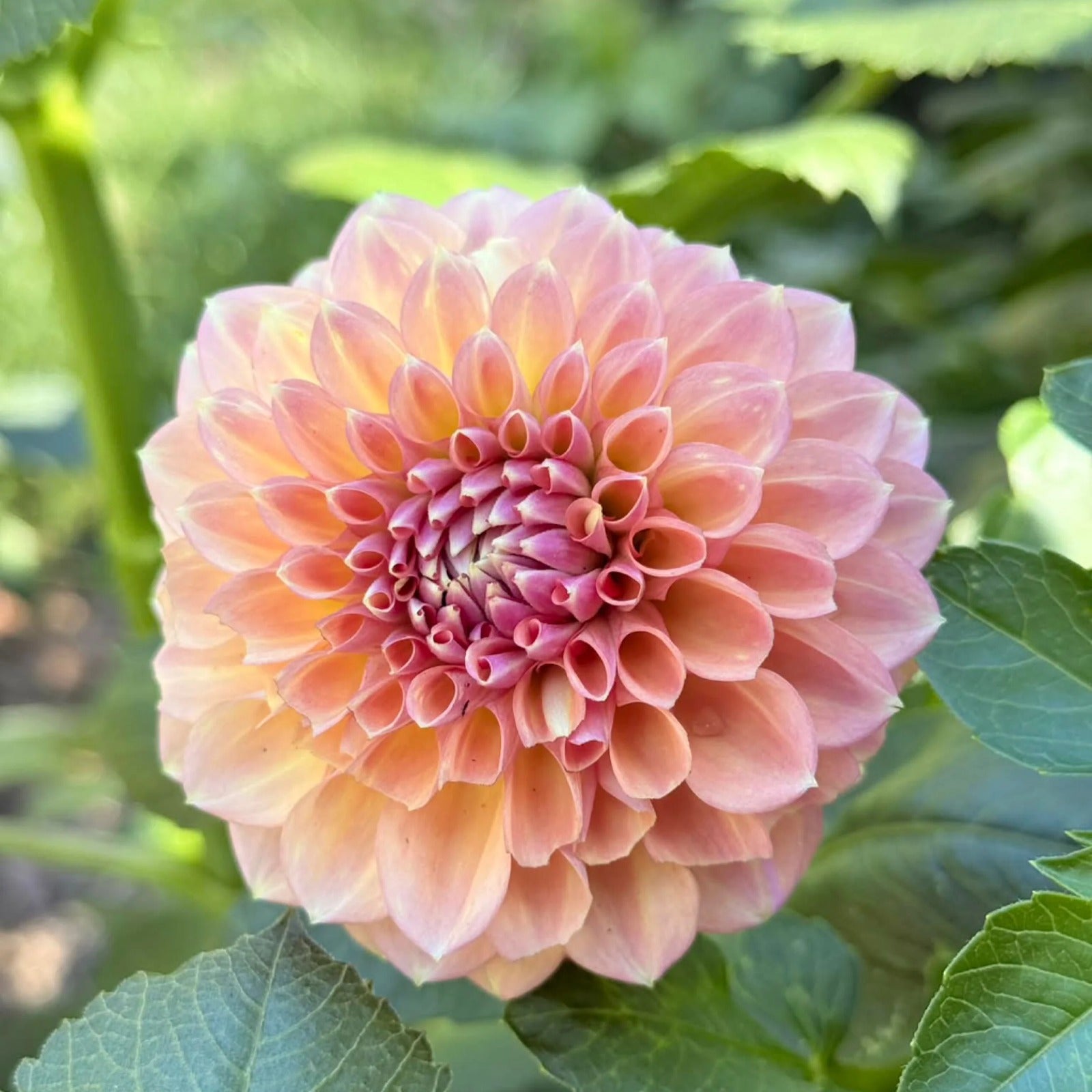 Hamari Rose - Tuber