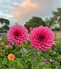 Florelie Guava - Tuber