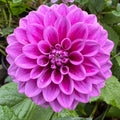 Florelie Jeanette - Tuber