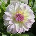 Anne’s Delight - Tuber