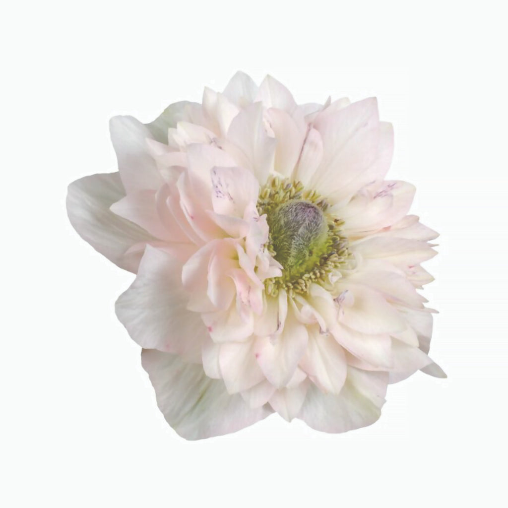Anemone Levante Rosa Chiaro