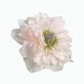 Anemone Levante Rosa Chiaro