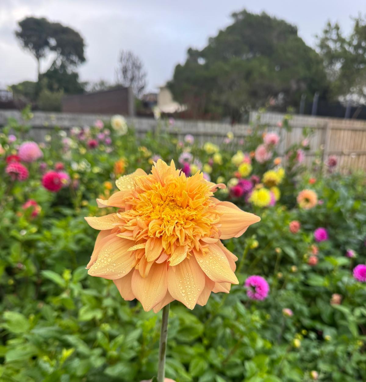 Everbloom Lioness - Cutting Limit 1 per customer