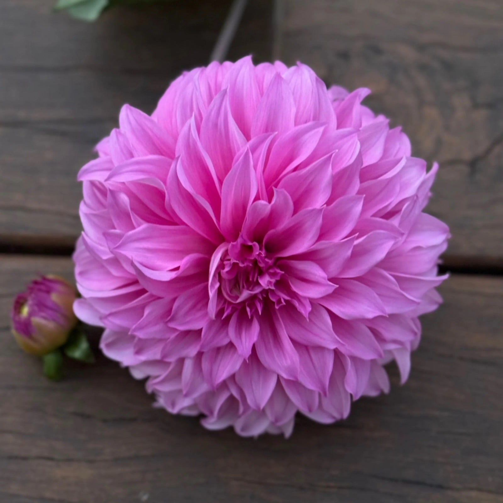Candy (Fairy Floss/ Mrs A Woods) - Tuber