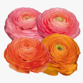 Ranunculus Elegance Pastello 180-16