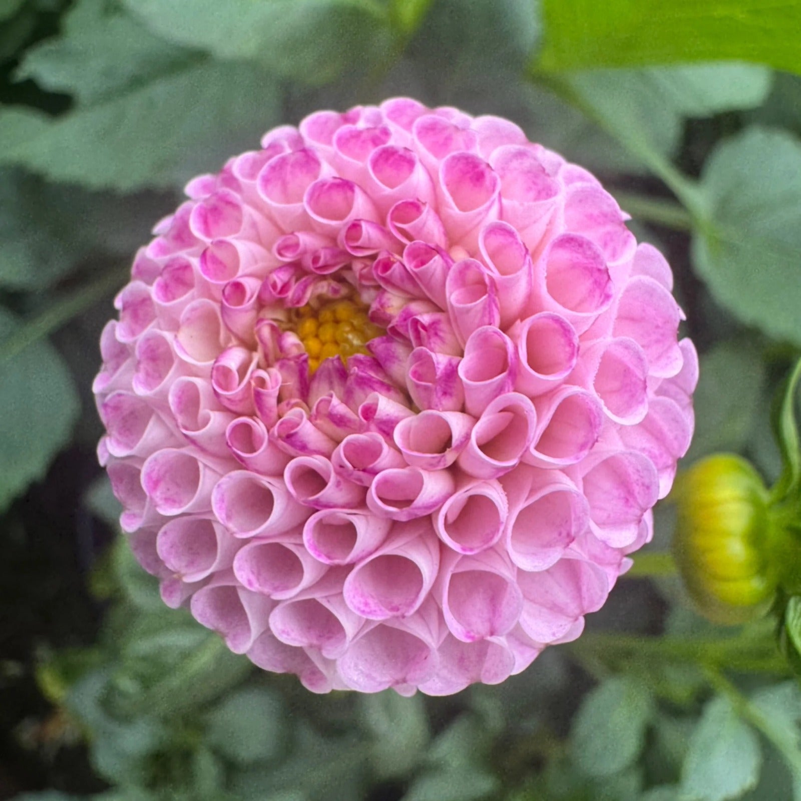 A1 Pom - Tuber