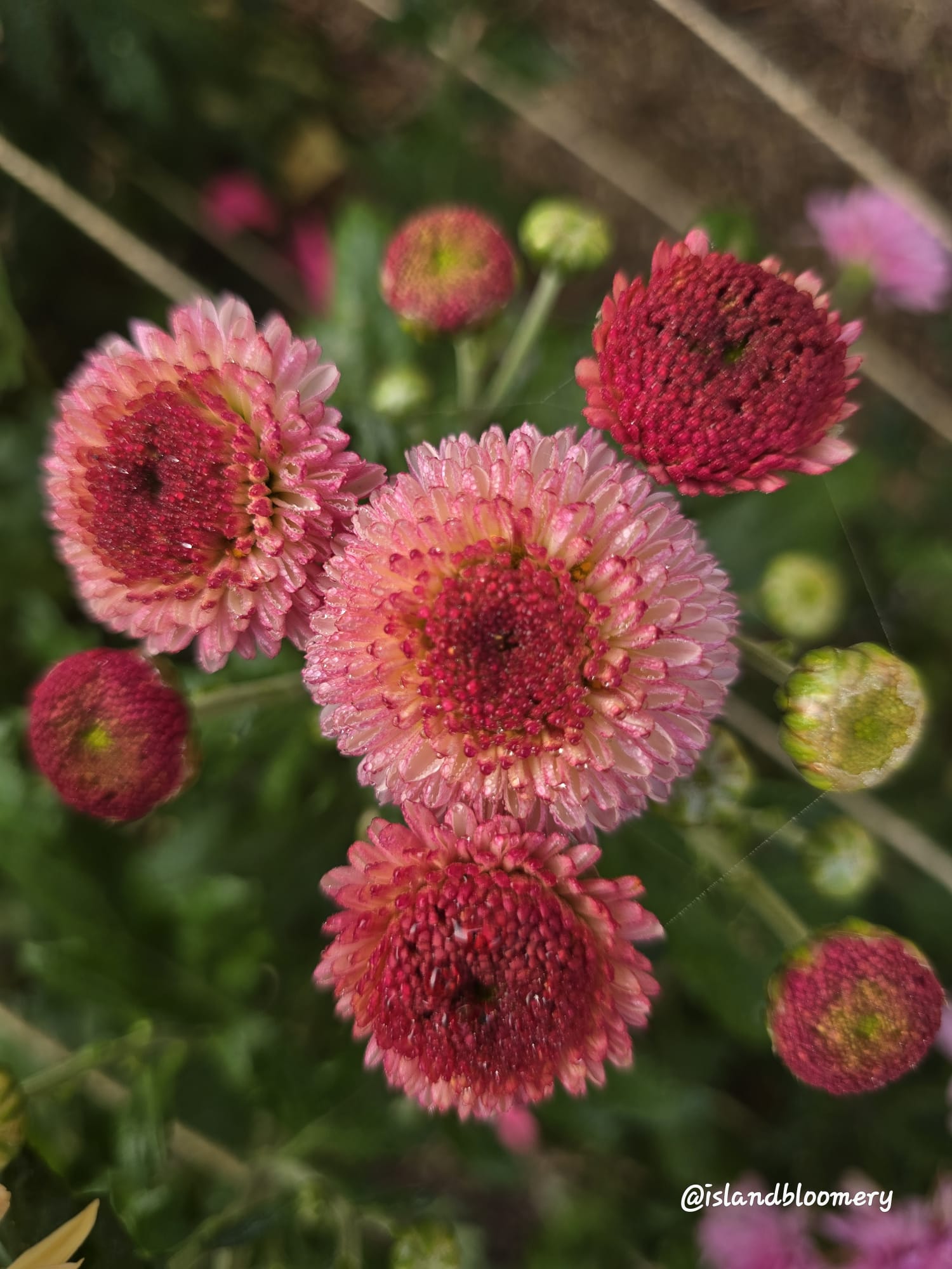 Falls Baby Pink