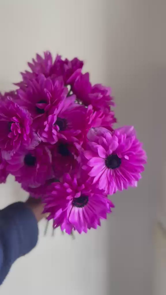 Anemone Levante Fuchsia - Corms