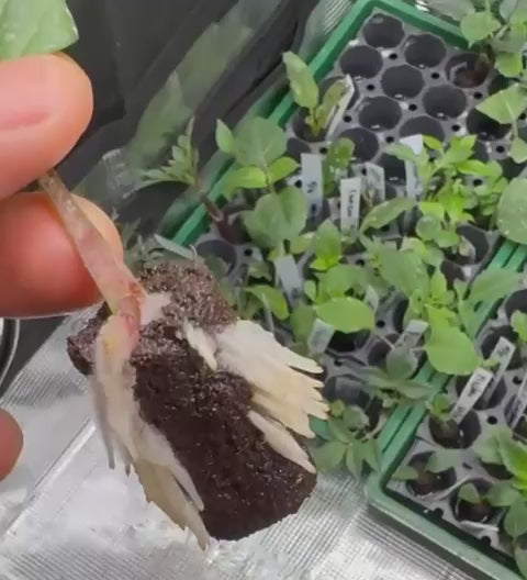 Dahlia Cuttings Masterclass