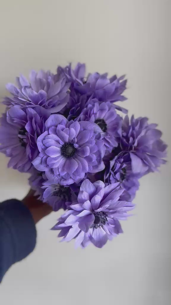 Anemone Levante Blu - Corms